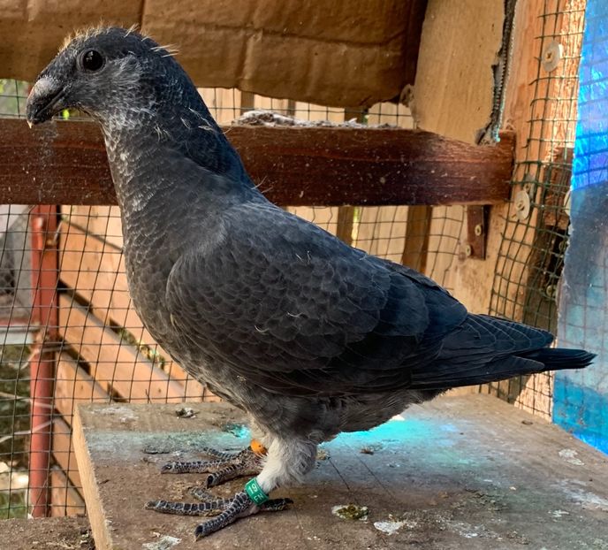 9FDE4807-2D78-4BFD-9315-52A4DEF4FC80 - Matca