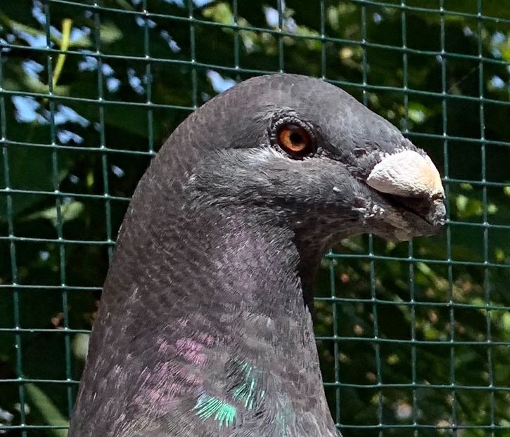 C6570D51-CA76-4C97-9B64-732AE1050ACC - Matca