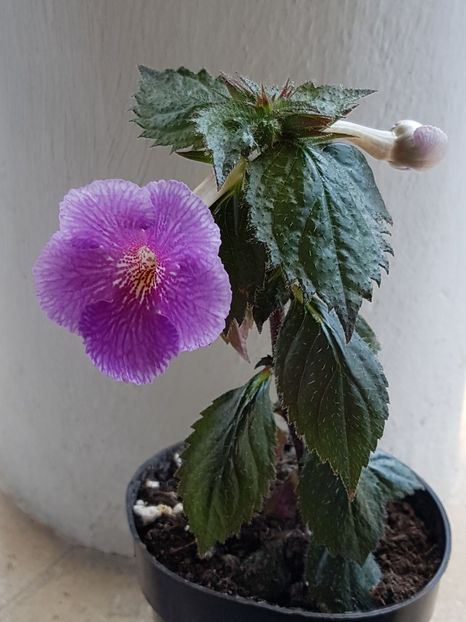 Charles Martel - Achimenes 2019
