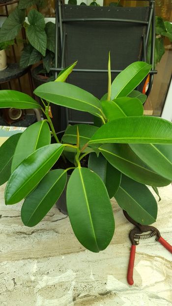 Ficus lirata - OFERTA 2019