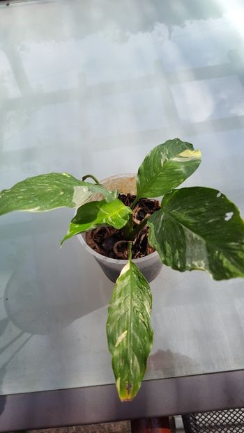 Spatiphyllum frunza vargata - OFERTA 2019