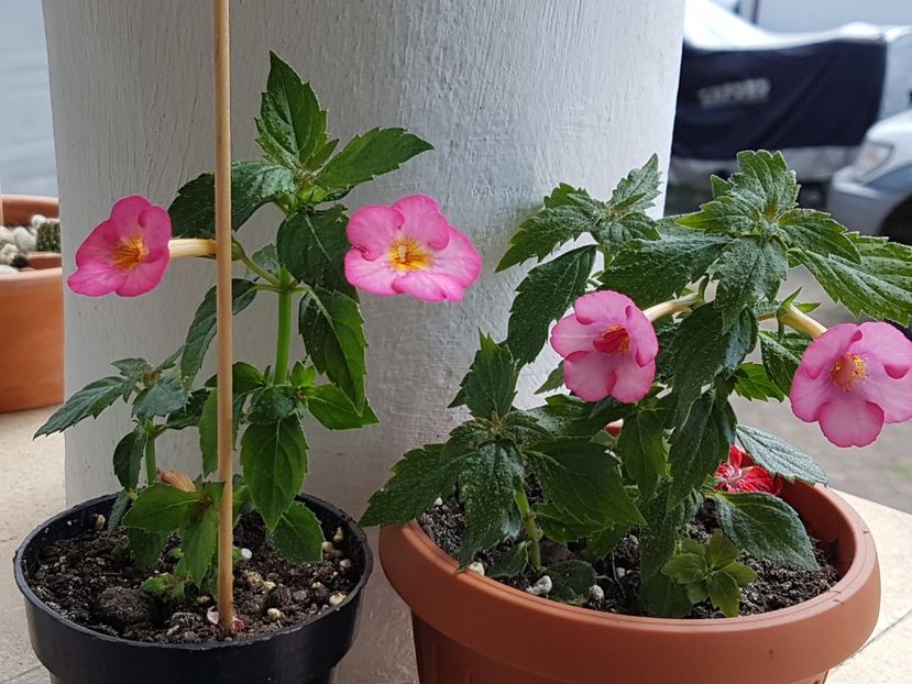 Amour-dreapta, Ivory Blush-stanga - Achimenes 2019