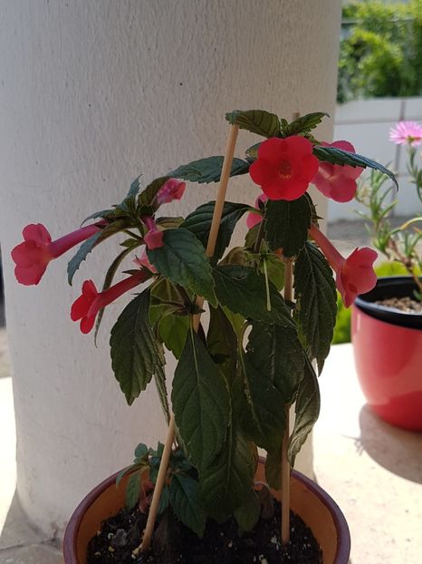 Orange delight - Achimenes 2019