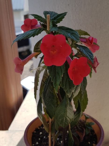Orange delight - Achimenes 2019