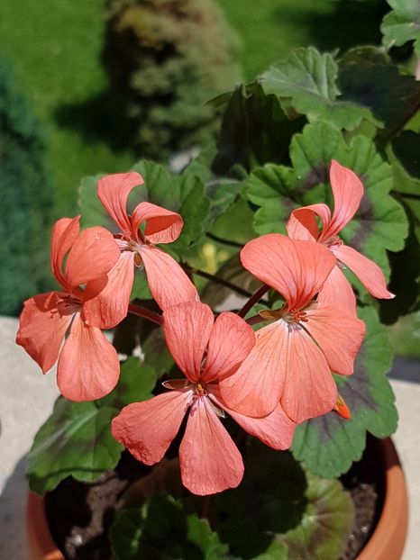 Magic Lantern - Muscate de colectie 2019