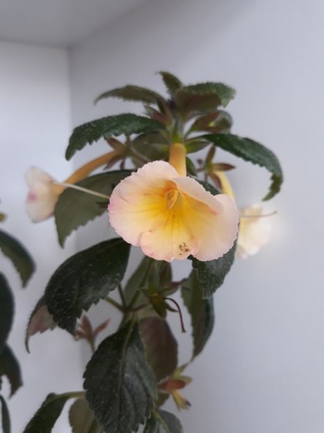  - R20 - Santiano Improved