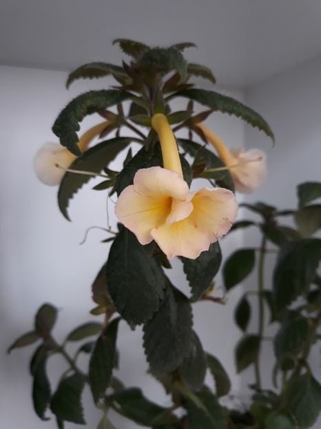  - R20 - Santiano Improved