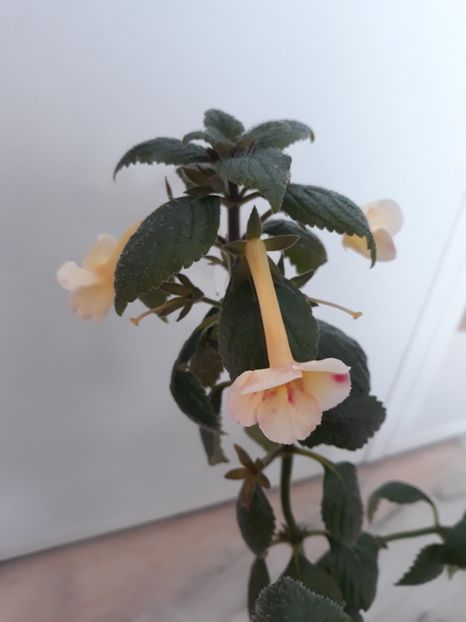  - R20 - Santiano Improved