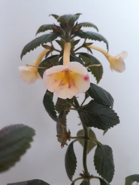  - R20 - Santiano Improved