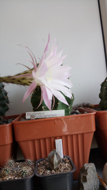 15.07.2019 - Echinopsis