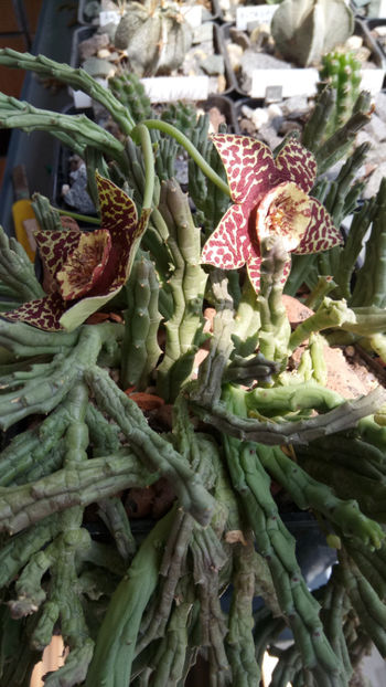 15.07.2019 - Orbea variegata