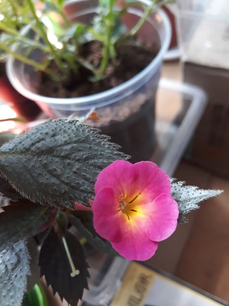 2019 - R19 - Cherry Flow