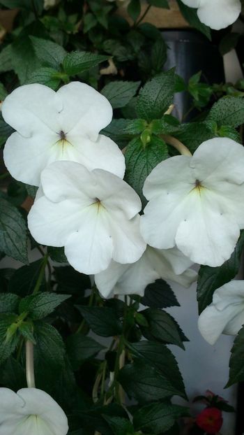  - Jay Dee Large White