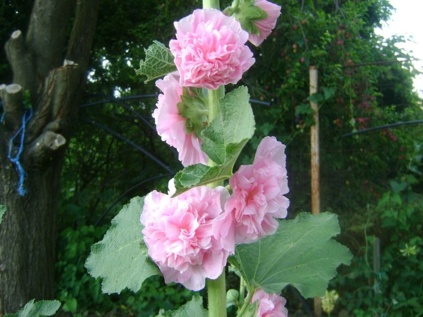  - Trandafiri si flori 2019-2