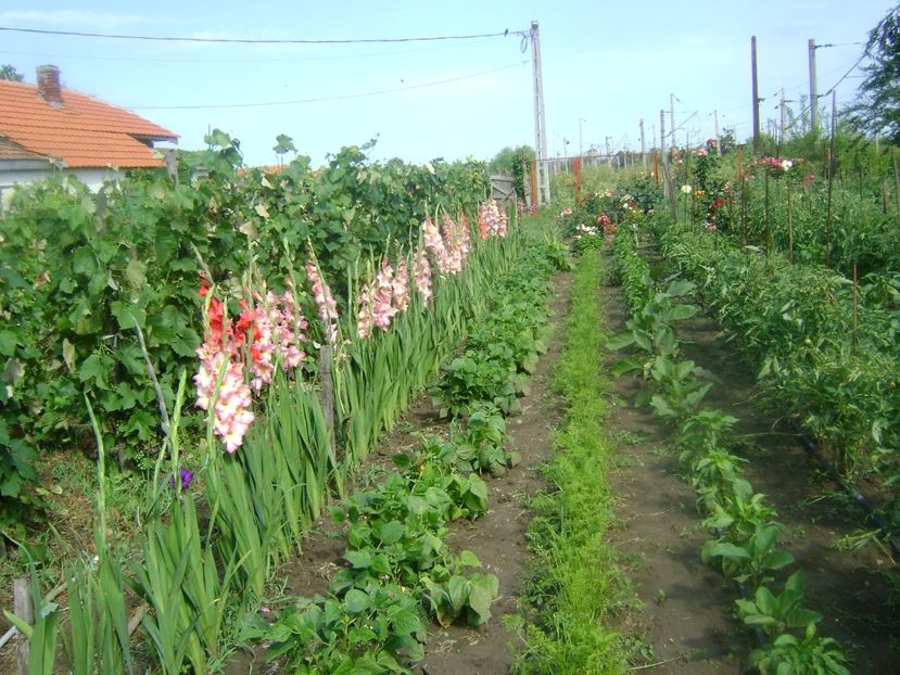  - Trandafiri si flori 2019-2