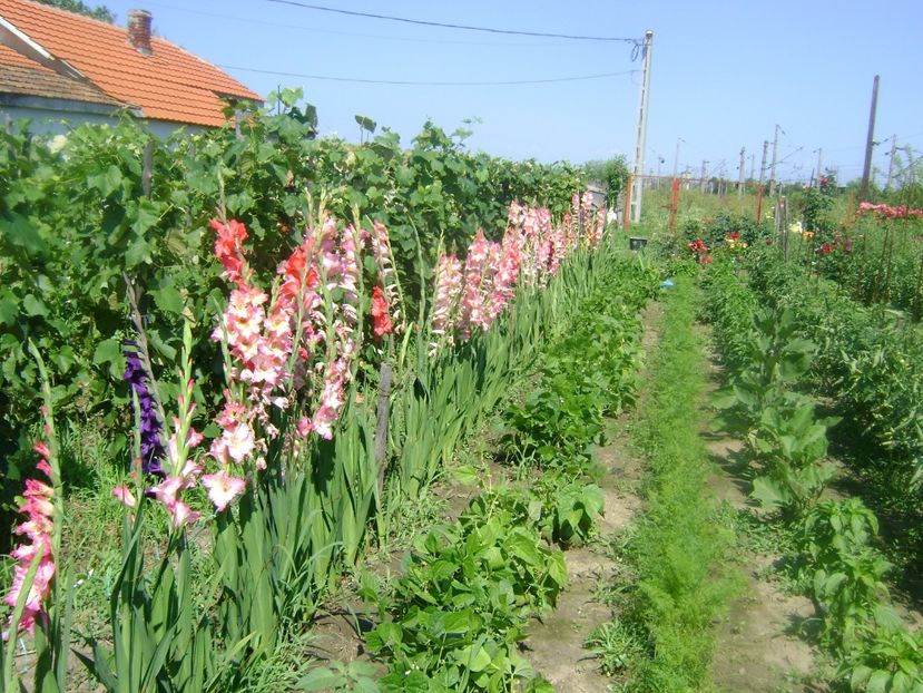  - Trandafiri si flori 2019-2
