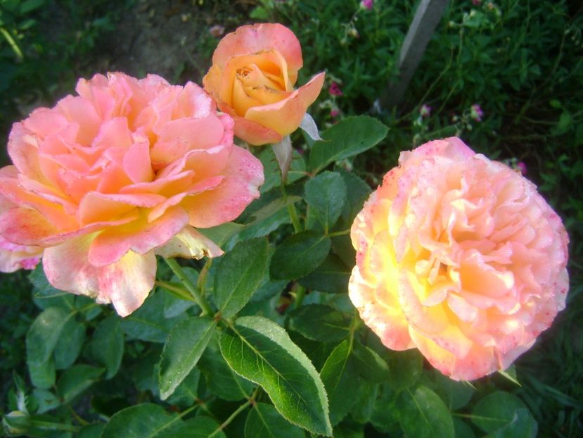  - Honolulu floribunda -2019