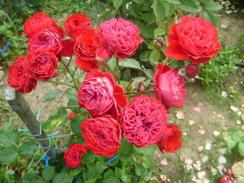  - Trandafiri si flori 2019-2