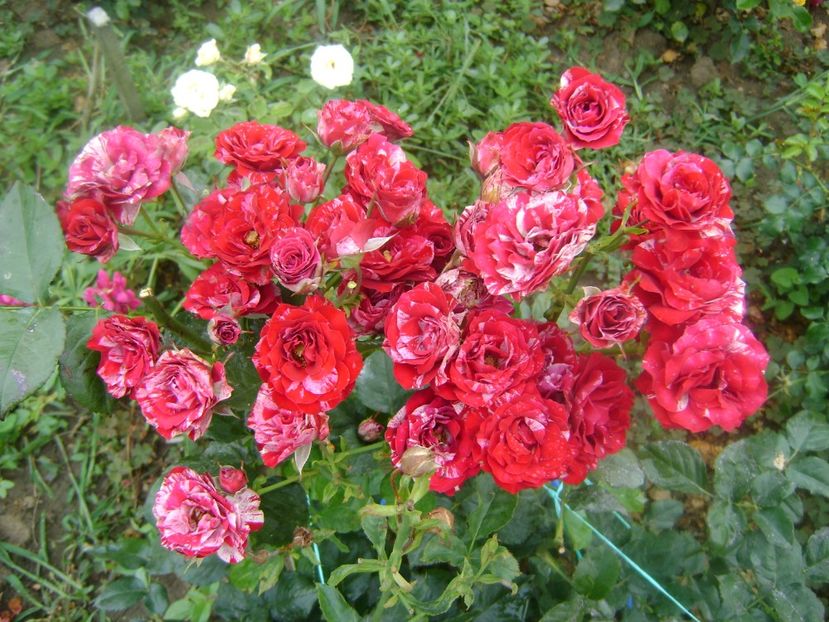  - Trandafiri si flori 2019-2