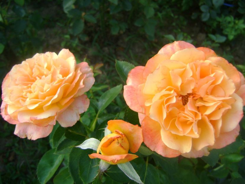  - Honolulu floribunda -2019