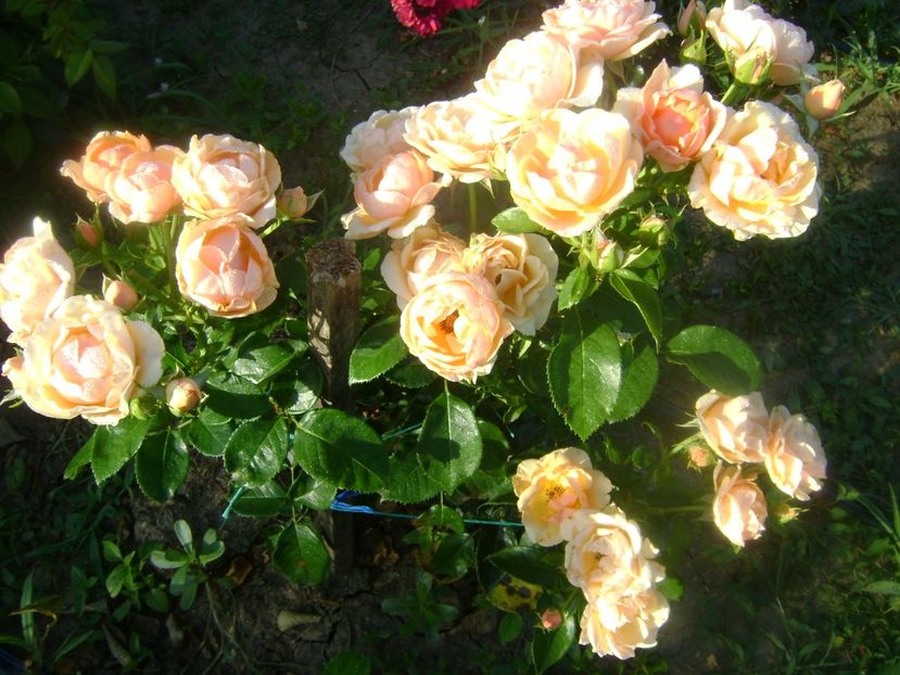  - Trandafiri si flori 2019-3