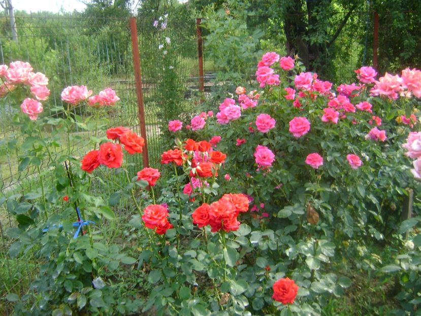  - Trandafiri si flori 2019-3
