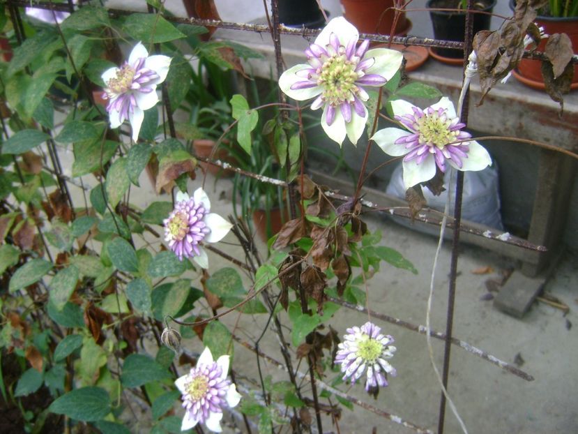  - 0 Clematis Florida Vienetta gr C tundere tare Pierduta