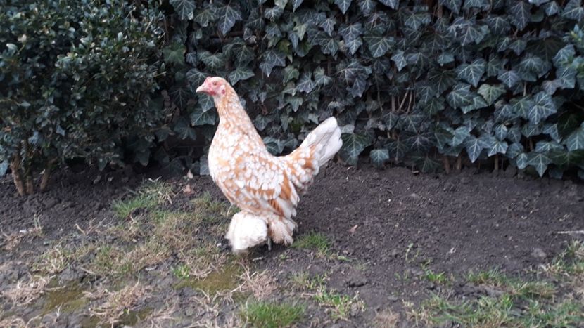  - Sectiunea 1A-Gaini mii de flori -oua si puisori!