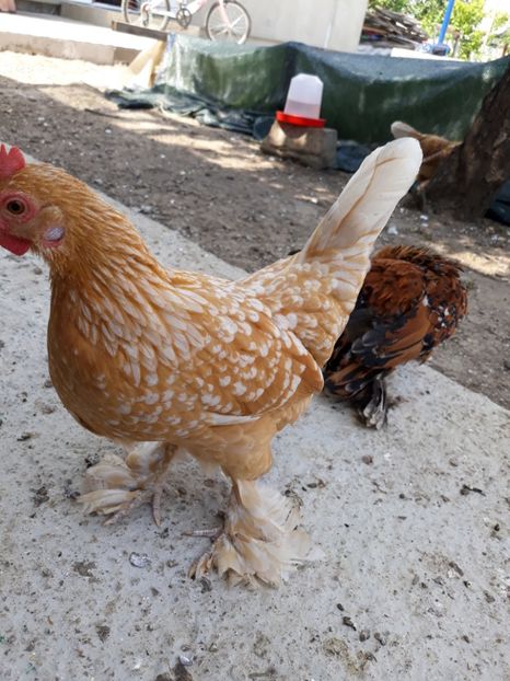  - Sectiunea 1A-Gaini mii de flori -oua si puisori!