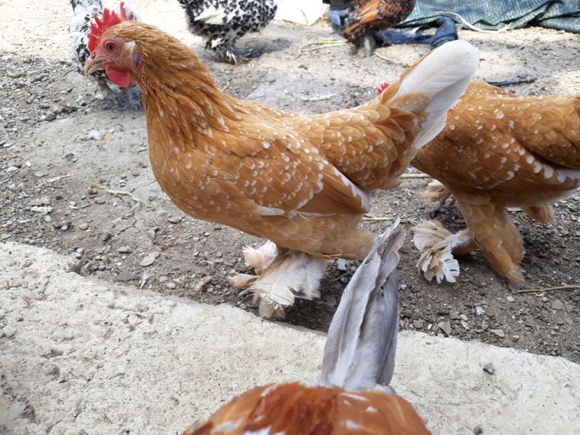  - Sectiunea 1A-Gaini mii de flori -oua si puisori!