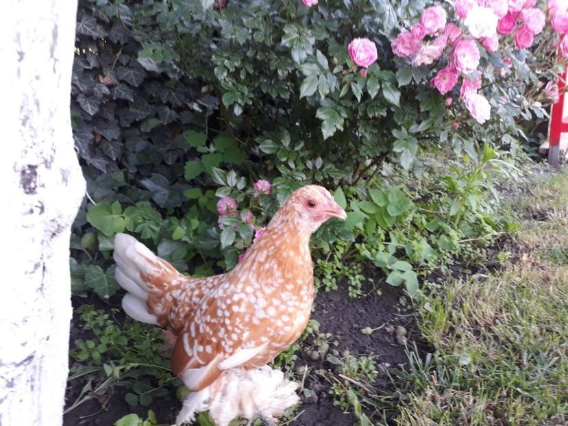  - Sectiunea 1A-Gaini mii de flori -oua si puisori!