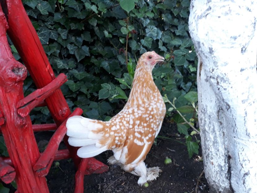  - Sectiunea 1A-Gaini mii de flori -oua si puisori!