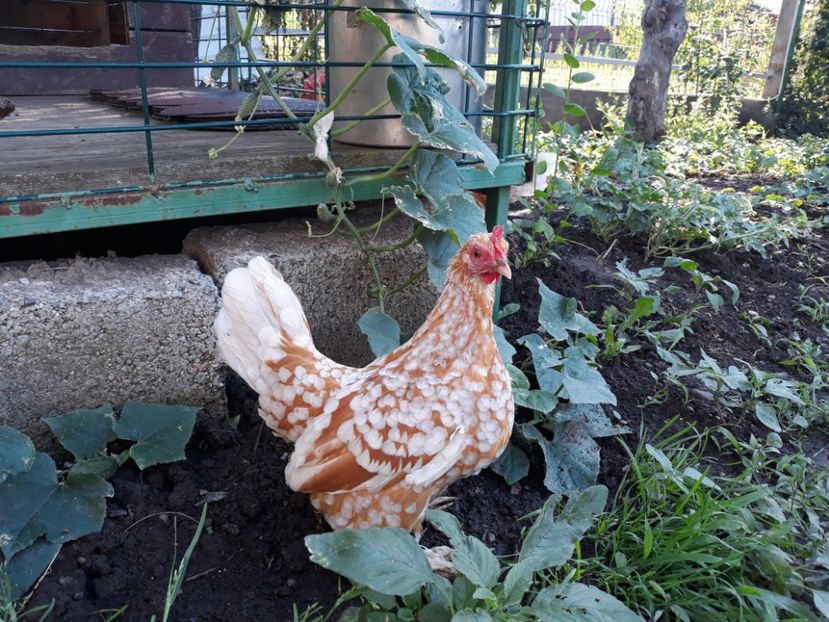  - Sectiunea 1A-Gaini mii de flori -oua si puisori!
