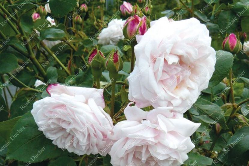 climbing-rose-souvenir-de-la-malmaison-grimpant - SOUVENIR DE LA MALMAISON