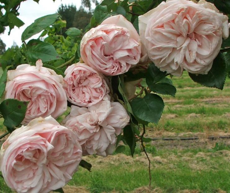 -roses Souvenir de la Malmaison - SOUVENIR DE LA MALMAISON