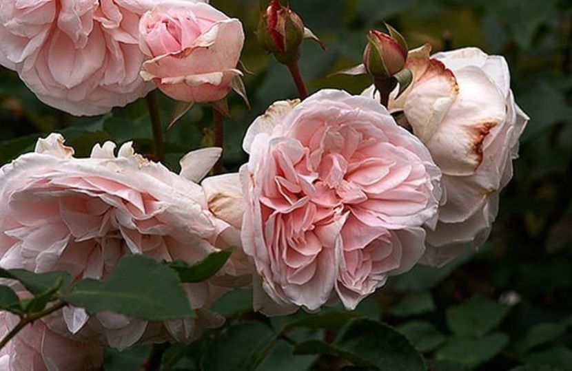 Souvenir-de-la-Malmaison (2) - SOUVENIR DE LA MALMAISON