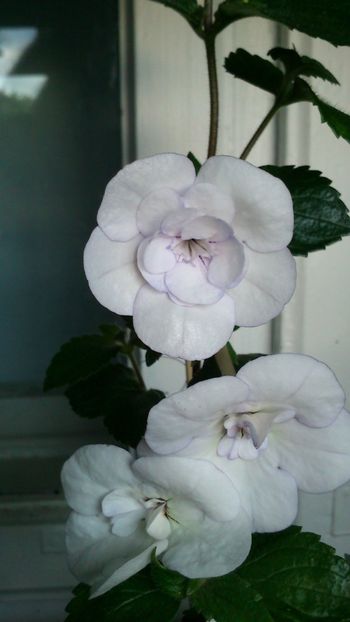  - Double Picotee Rose