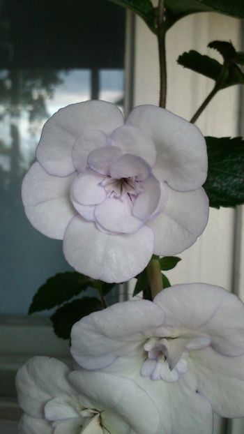  - Double Picotee Rose