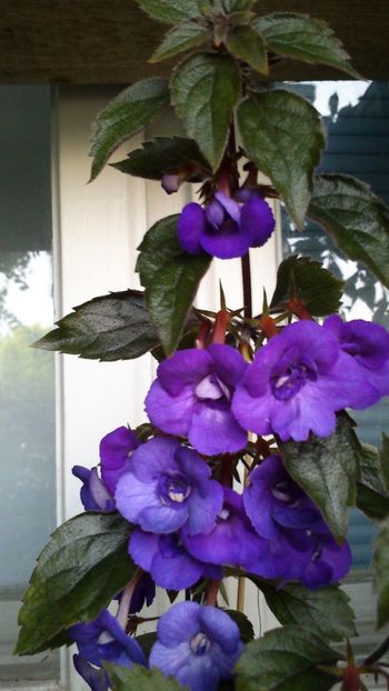  - Violaceea semiplena