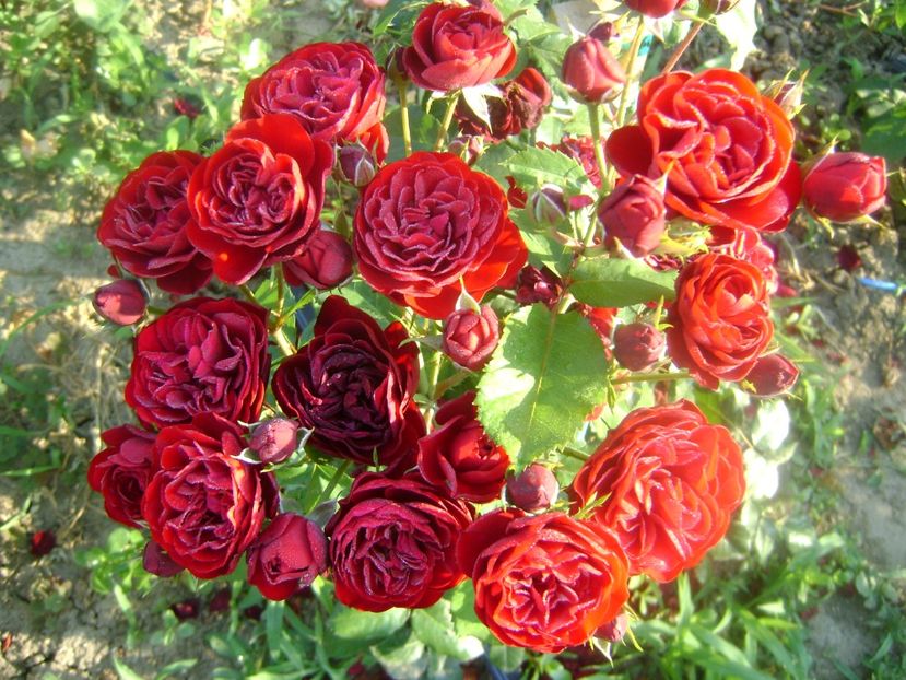  - Lavaglut floribunda Kordes-2019