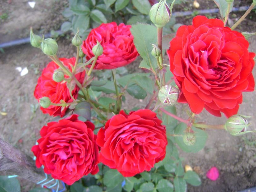  - Red Abudance Harkness-2019