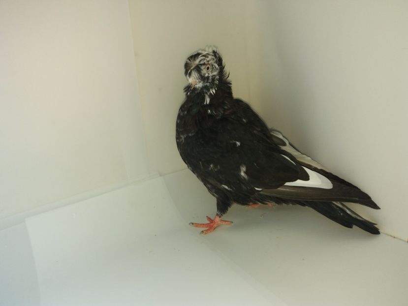 6871  femelă  2019 - Plecați ALBUM 2