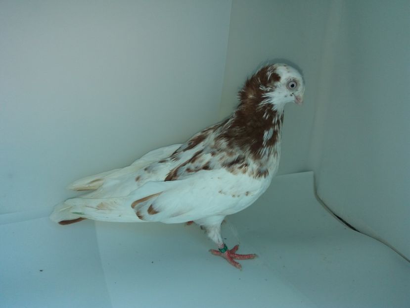 6904  mascul  2019 - Plecați ALBUM 2