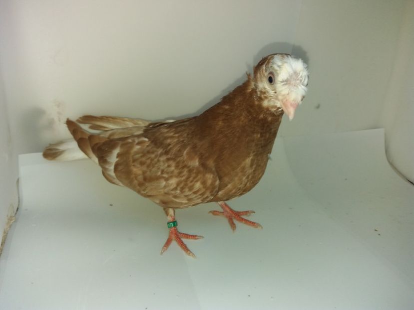 6973  femelă  2019 - Plecați ALBUM 2