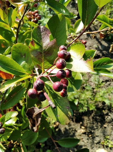  - Aronia