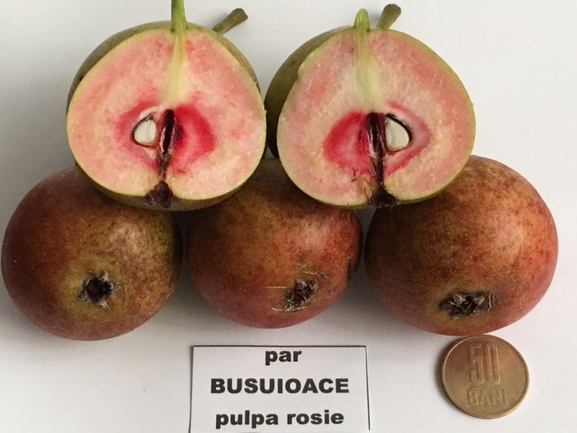  - Par Busuioace cu miez rosu