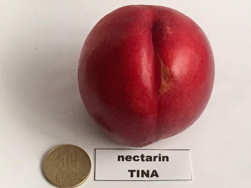  - nectarin TINA
