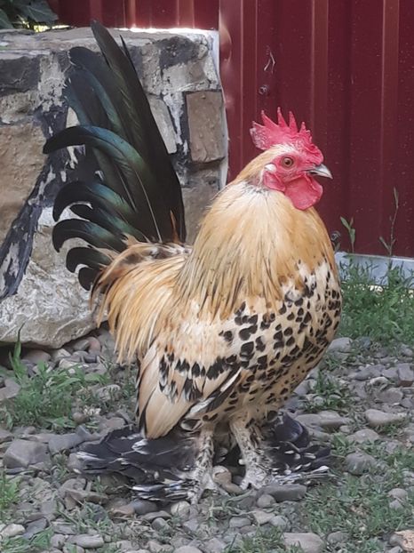  - Sectiunea 1A-Gaini mii de flori -oua si puisori!