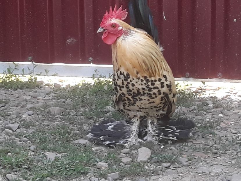  - Sectiunea 1A-Gaini mii de flori -oua si puisori!