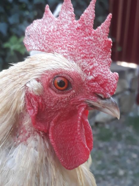  - Sectiunea 1A-Gaini mii de flori -oua si puisori!